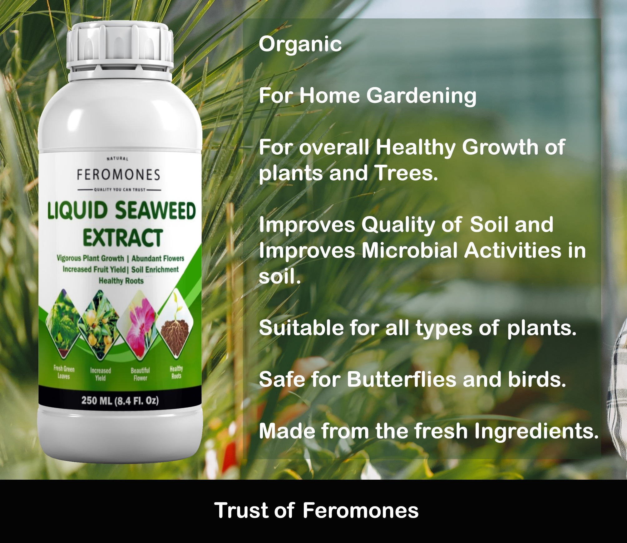 Feromones Pure Seaweed Extract - Organic and Water Soluble - for All Indoor and Outdoor Plants - for Home Gardening Fertilizer, Manure