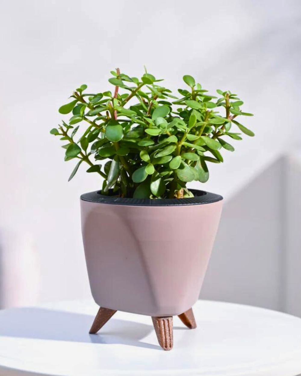 Jade Plant Mini With Self Watering Lagos Planter - Mocca