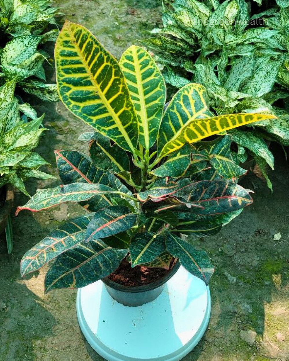 Croton Petra In 6 Inch Grow Planter 