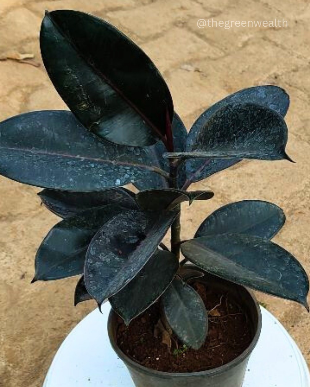  Rubber Plant In 6 Inch Grow Planter