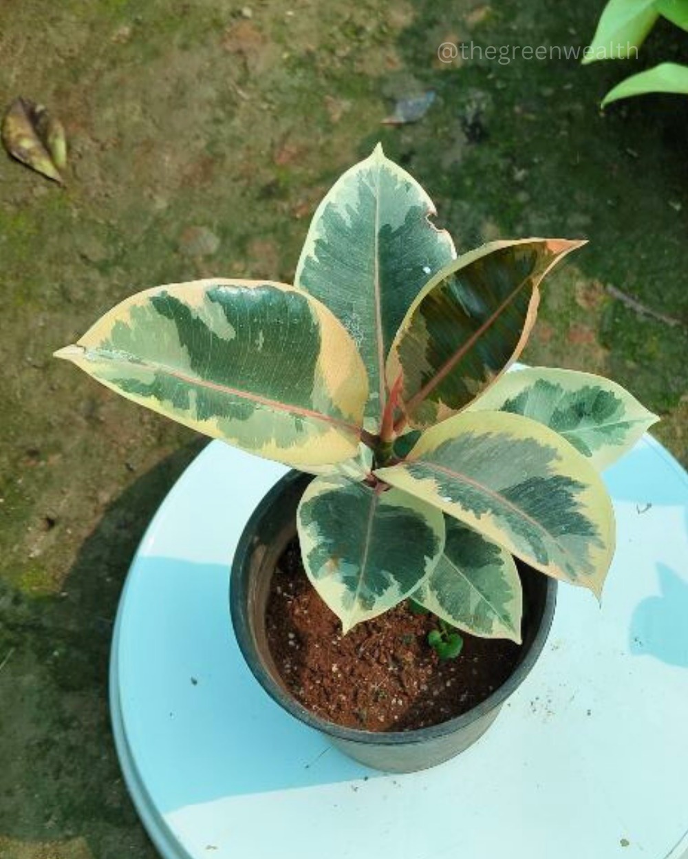 Rubber Plant Variegated In 6 Inch Grow Bag