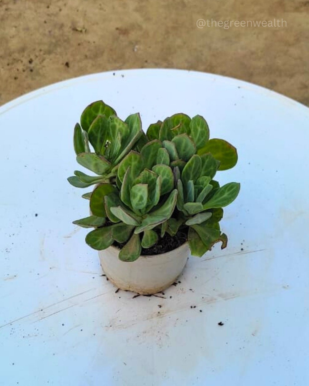 Succulent in 3 Inch Grow Planter