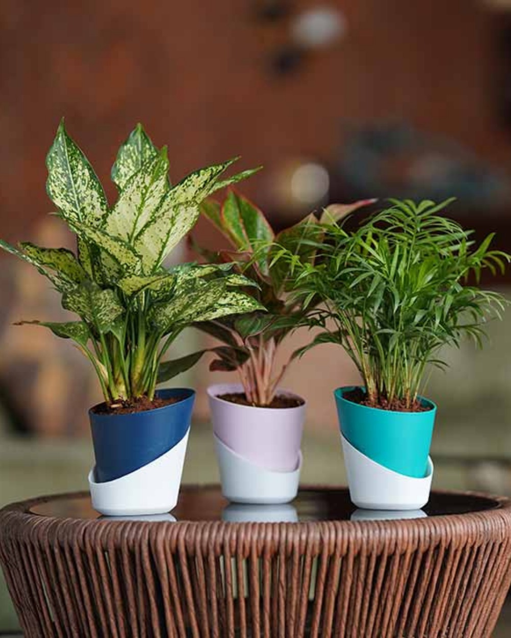 SET OF 3 SELF-WATERING ATLANTIS PLANTERS - 4 Inch, Pastel Blue & White