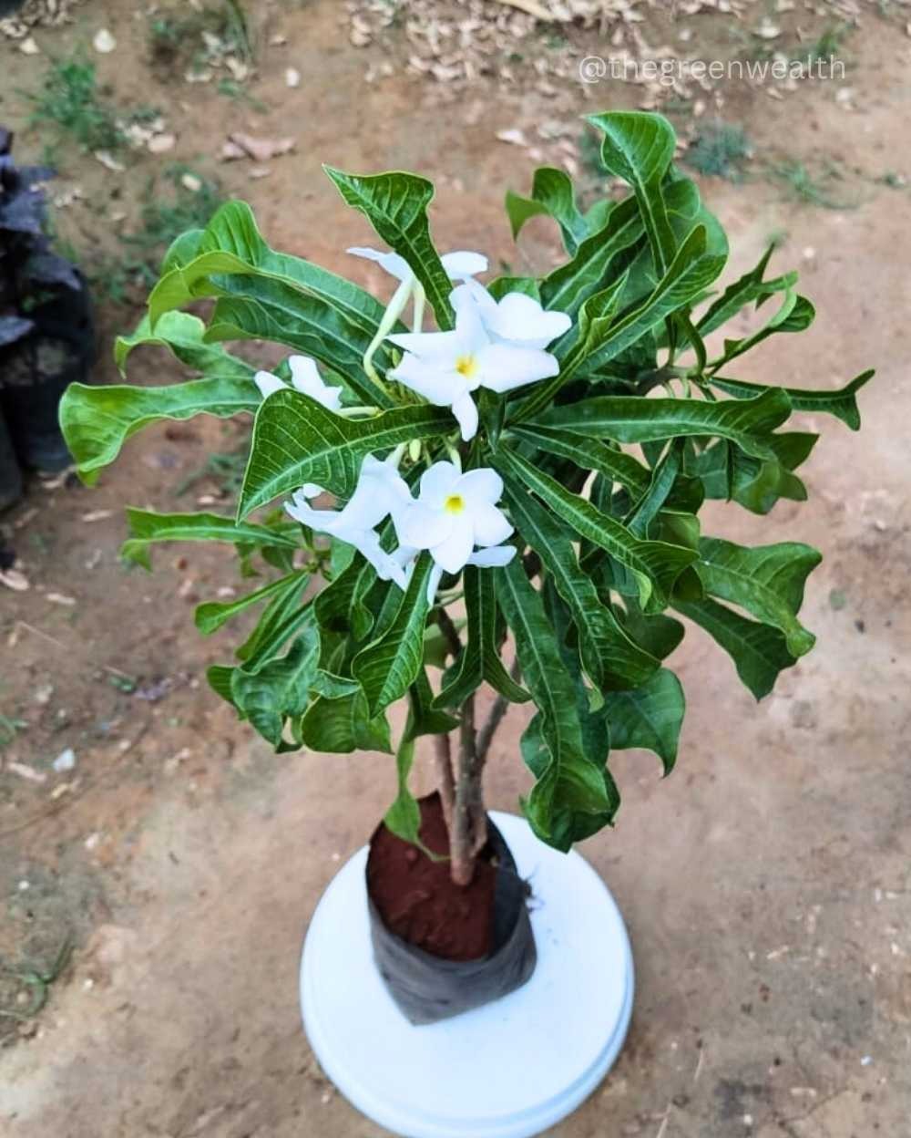 Naag Champa Plant (White Colour Flower)  - 8 Inch Grow Bag