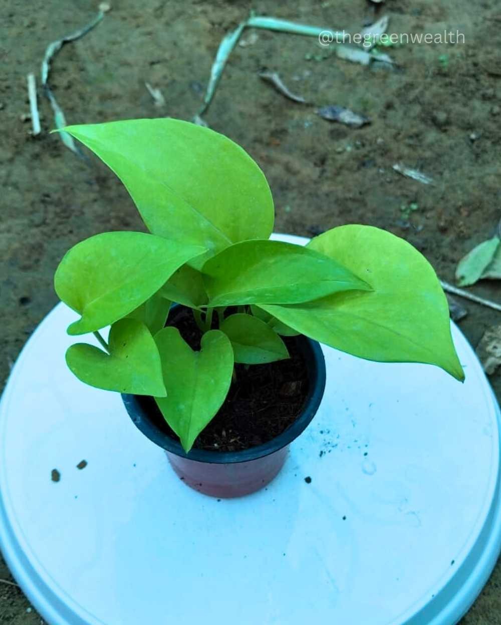 Golden Money Plant - 4 Inch Grow Pot