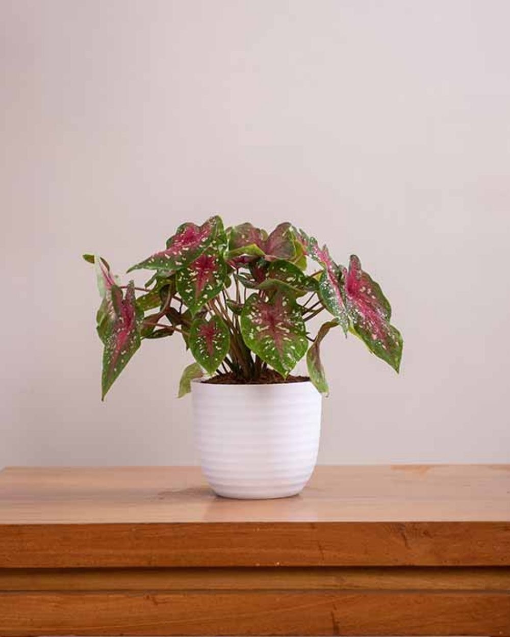 VERONA PLANTERS - 4 Inch, Pink