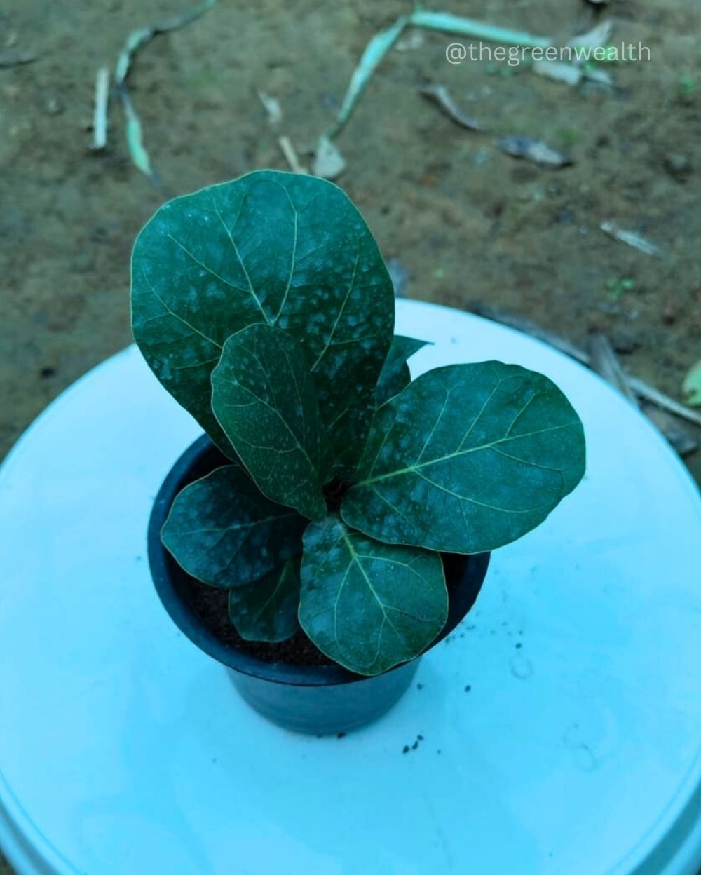 Fiddle Leaf Plant - 4 Inch Grow Planter