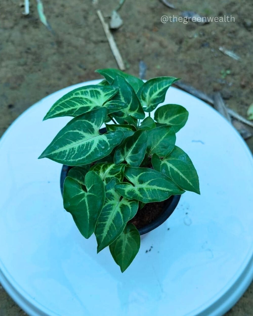 Syngonium Yammi  - 4 Inch Grow Planter