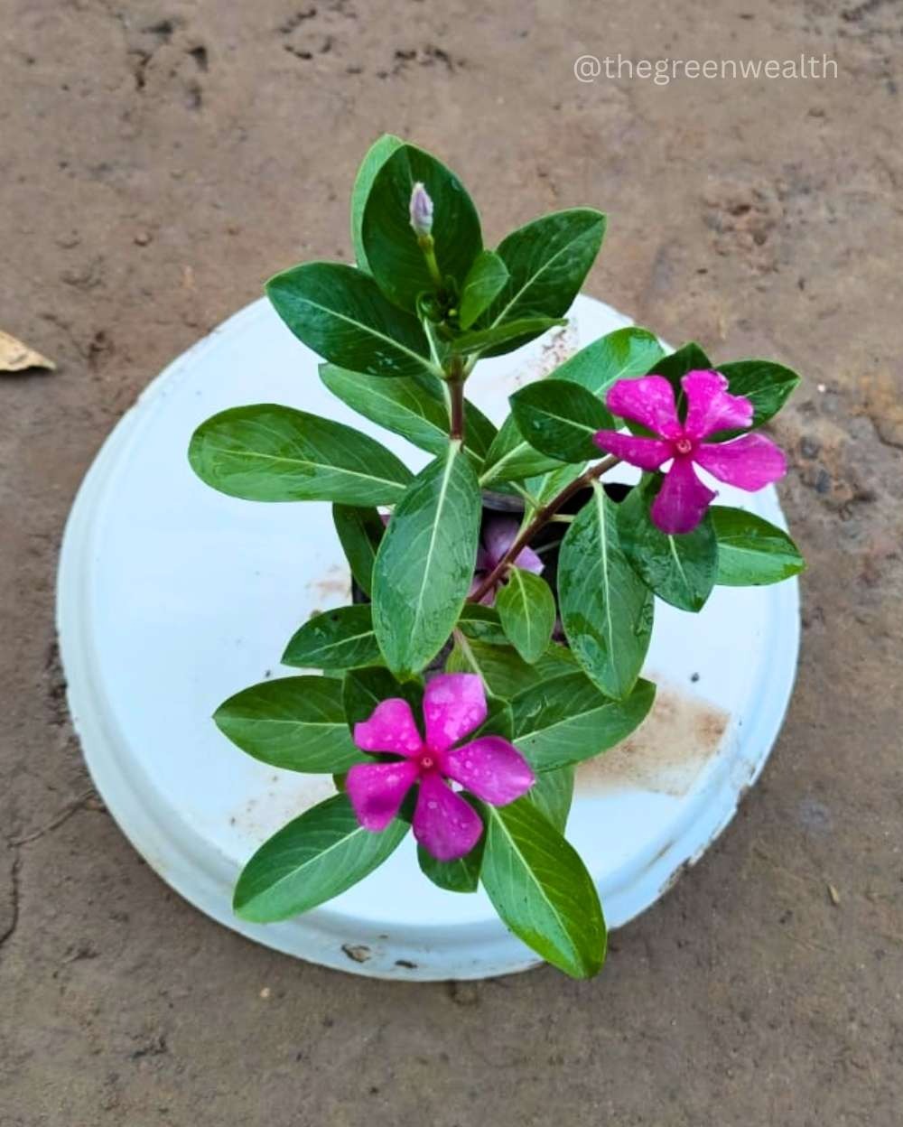  Sadabahar Vinca Pink Desi  - 4 Inch Grow Bag