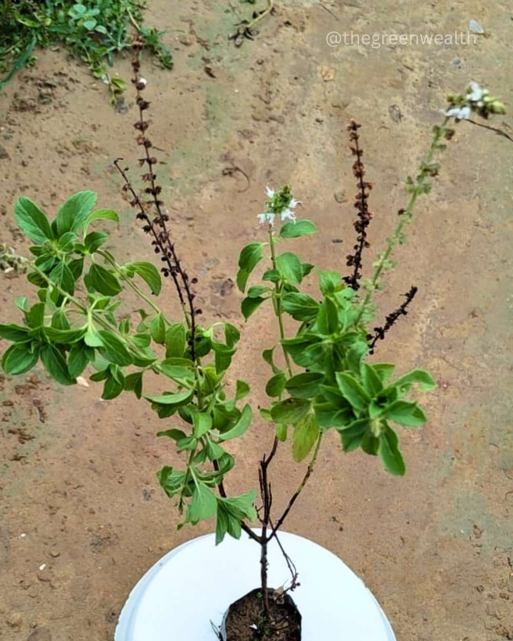 Camphor Kapoor Tulsi