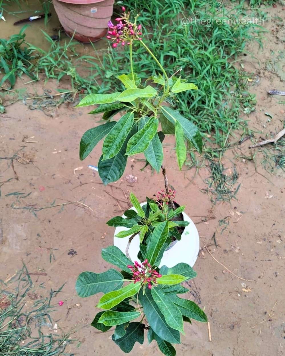 Jatropha Plant  - 7 Inch Grow Planter