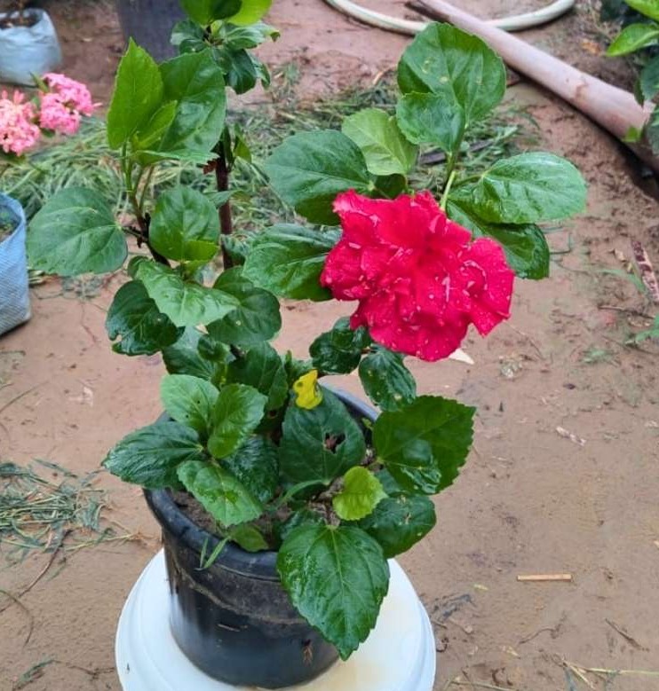 Hibiscus Plant  - 7  Inch Grow Planter