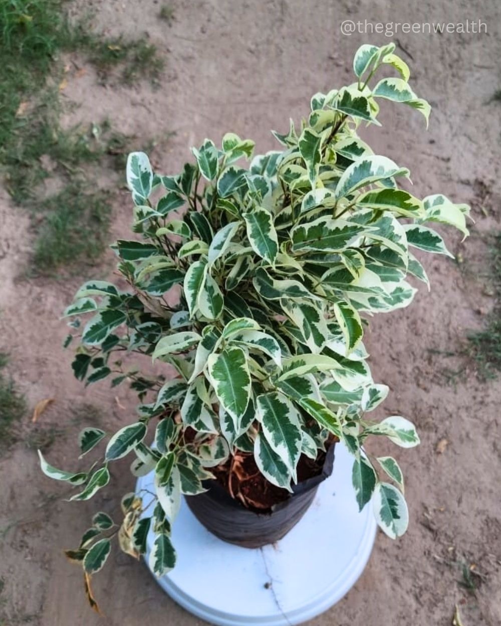 Variegated Ficus Plant - 9 Inch Grow Bag