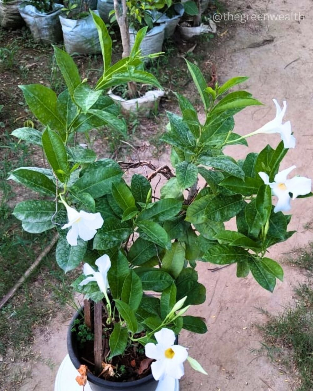 Rocktrumpet Plant - 10 Inch Nursery Pot