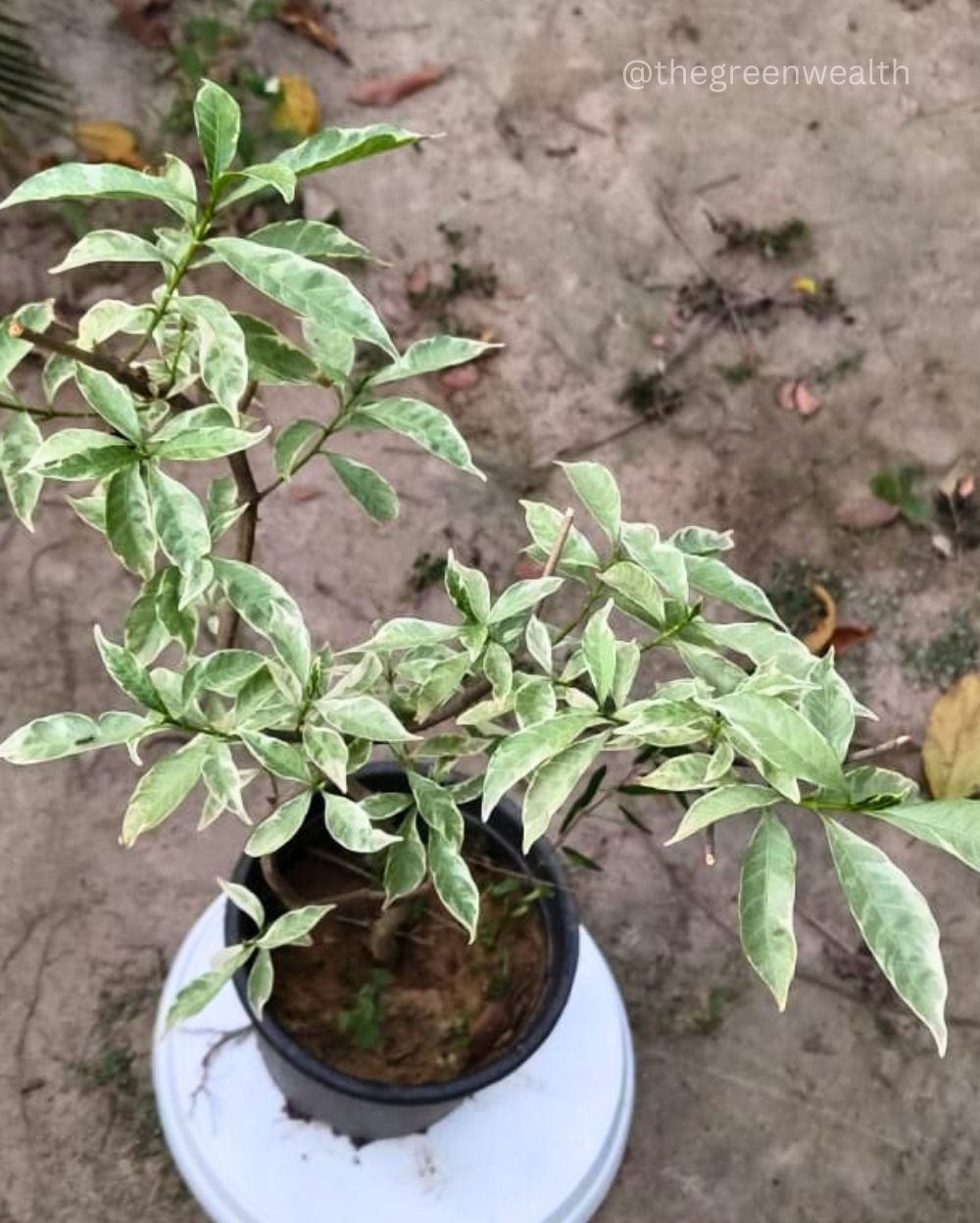 Variegated Chandni  - 8 Inch Nursery Pot