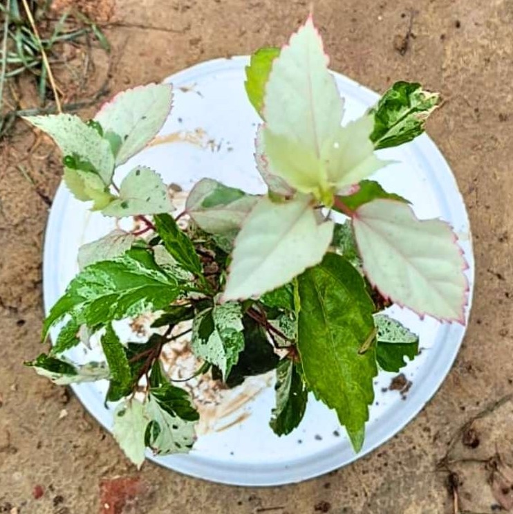 Variegated Hibiscus - 7 Inch Grow Bag