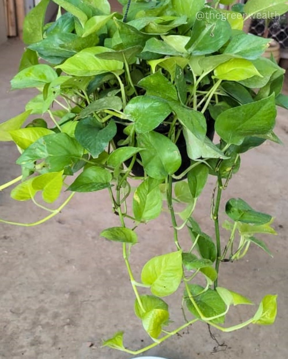 Golden Money Plant - 6 Inch Nursery Basket