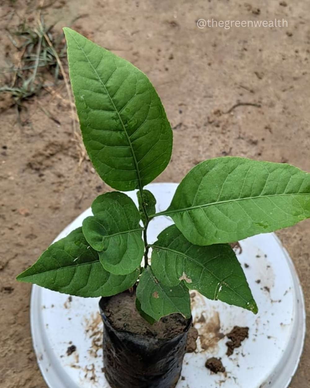 Belpatra Plant  - 7 Inch Grow Bag