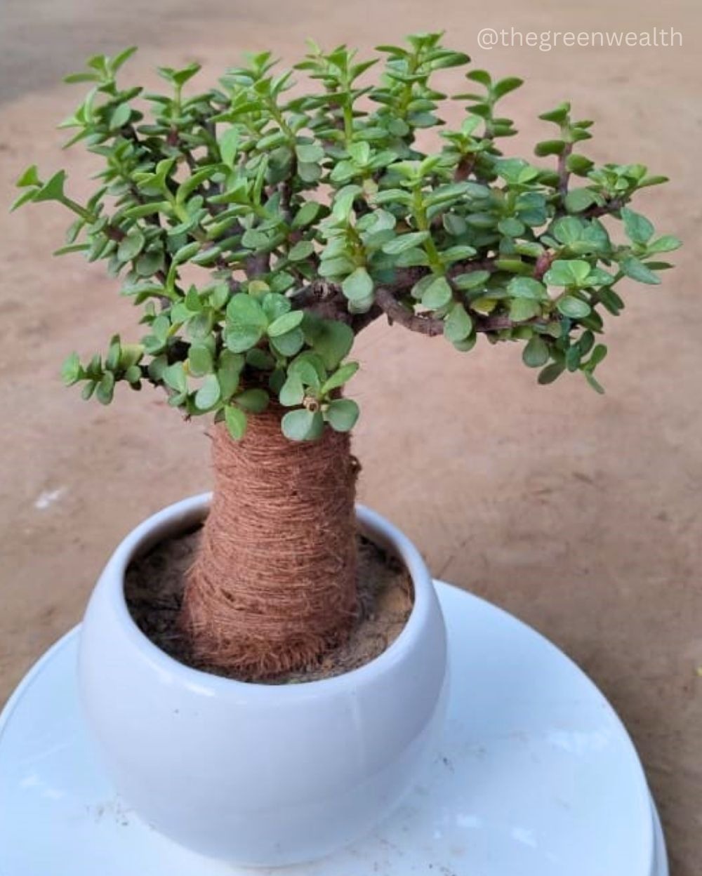 Jade Plant - 6 Inch Pot