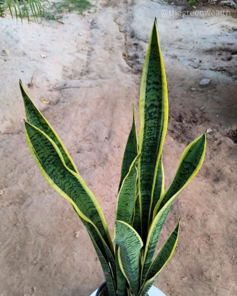 Snake Plant - 6 Inch Nursery Pot