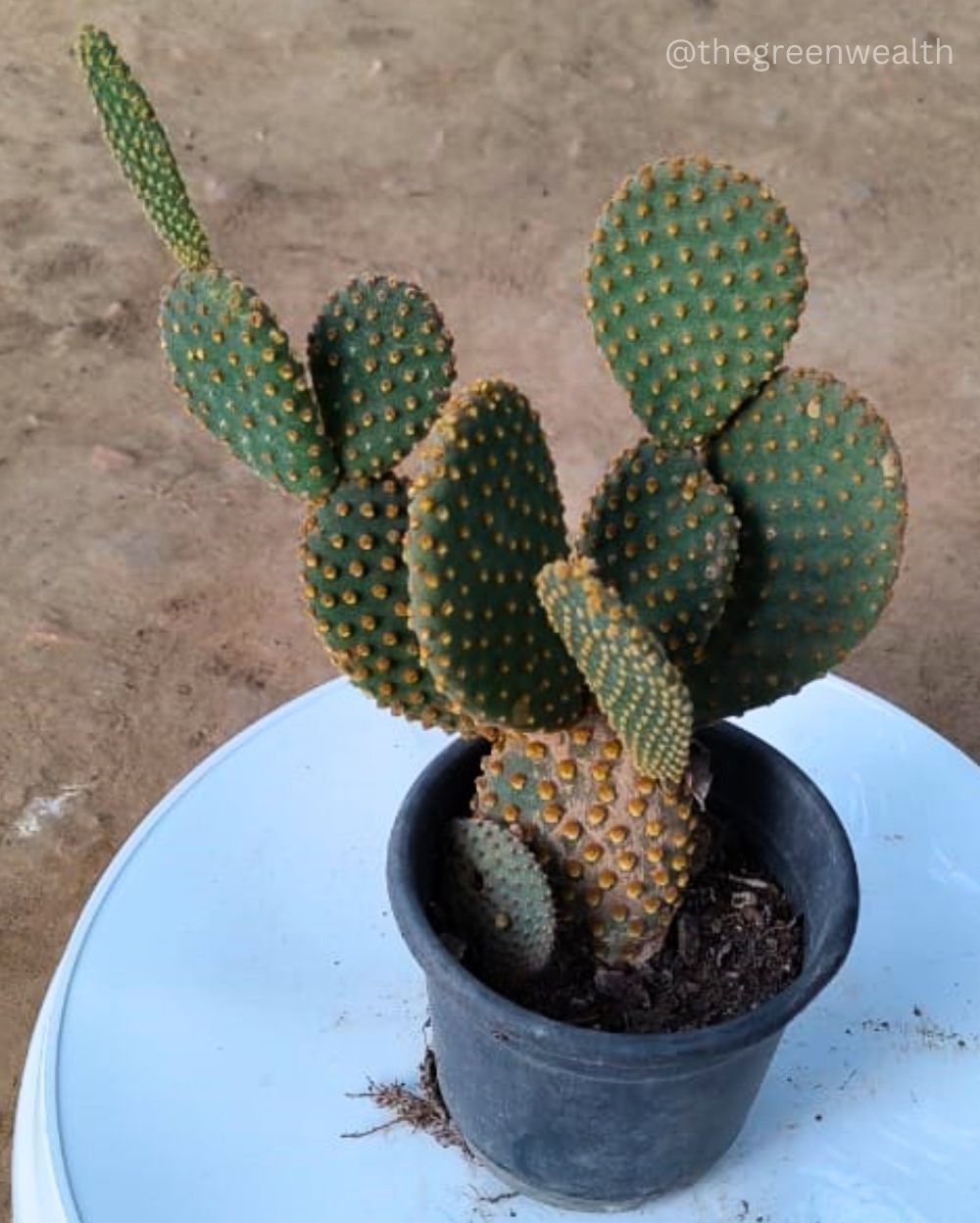 Nagfani Cactus - 6 Inch Nursery Bag