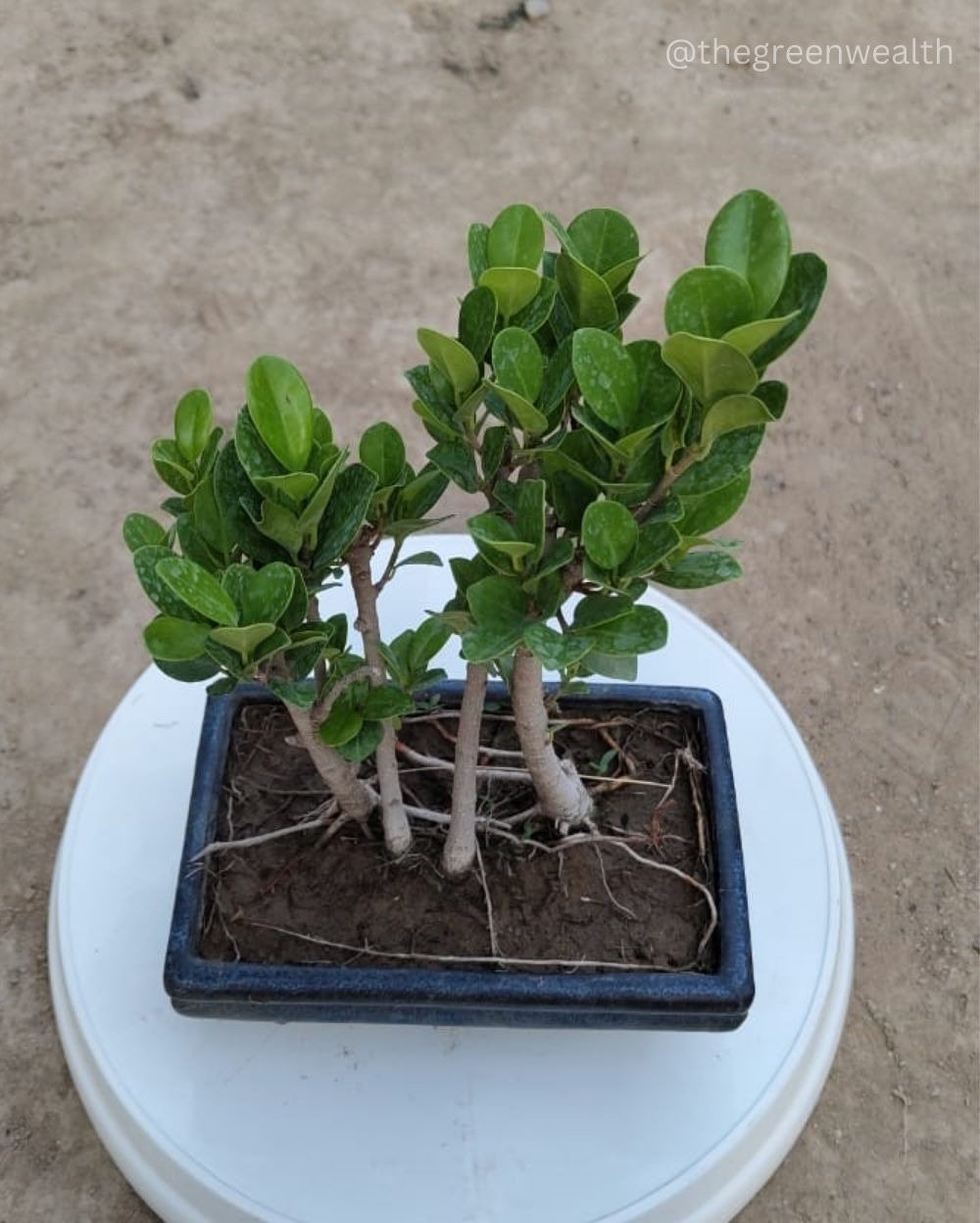 Ficus Long Iceland Bonsai - Small Size