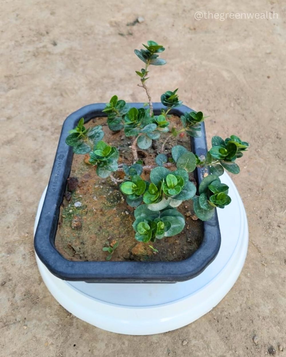 Ficus Pahadi Karonda - 8 Inch Tray