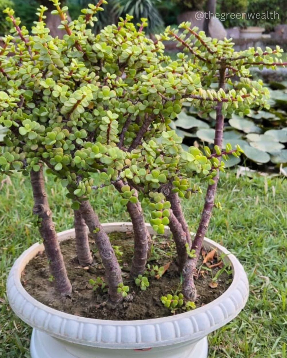 Jade forest 8-9 Plants - 12 Inch