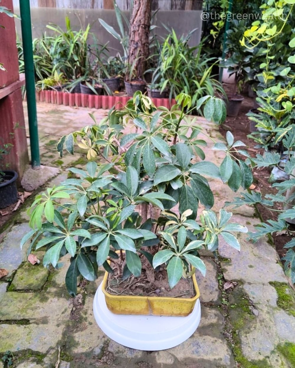 Schefflera Bonsai - 10 Inch Tray