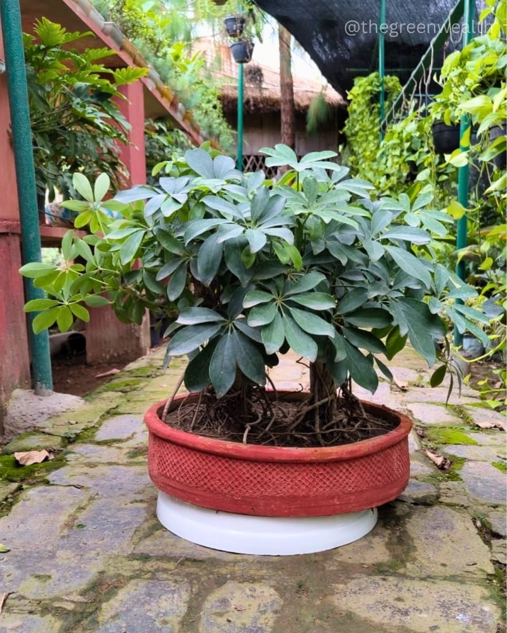 Schefflera Bonsai - 12 Inch