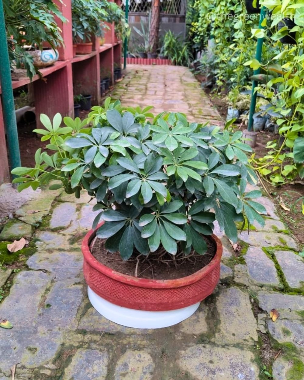 Schefflera Bonsai - 12 Inch