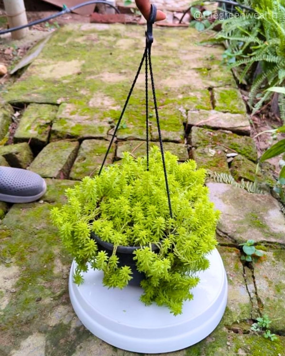 Sedum Succulent - 6 Inch