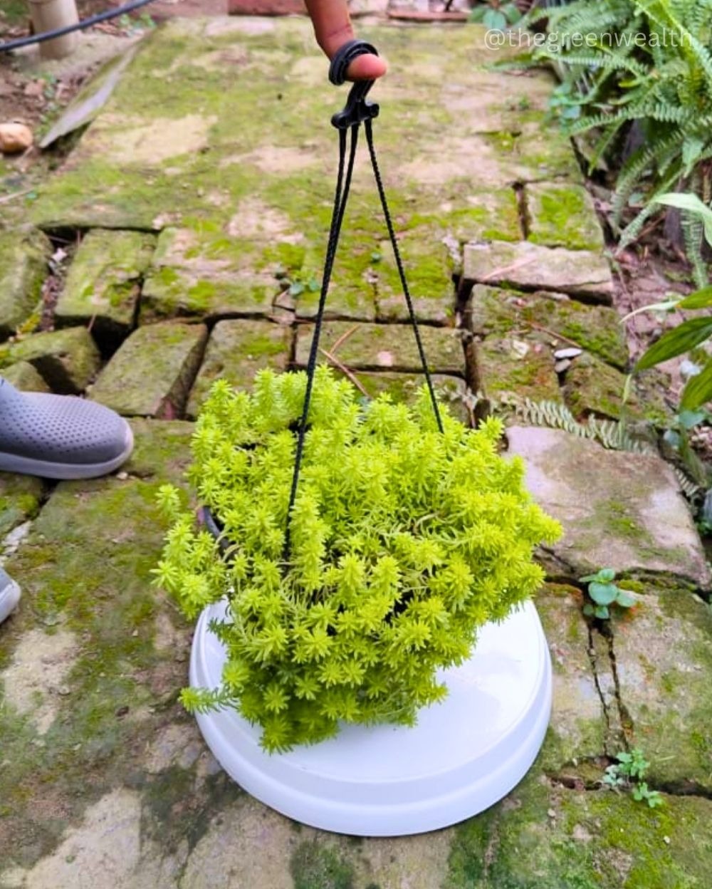 Sedum Succulent - 6 Inch