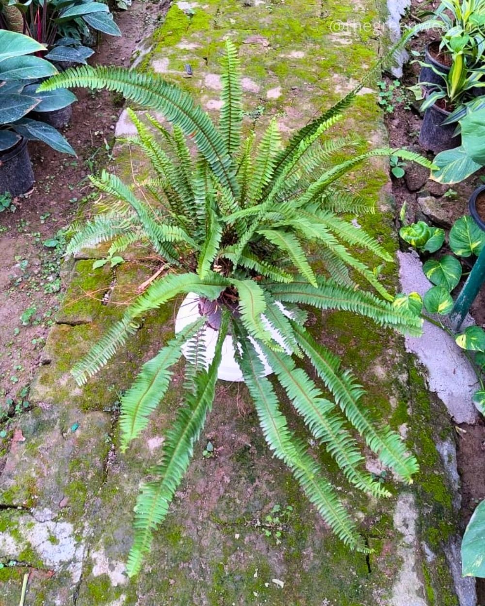 Boston Fern  - 10 Inch