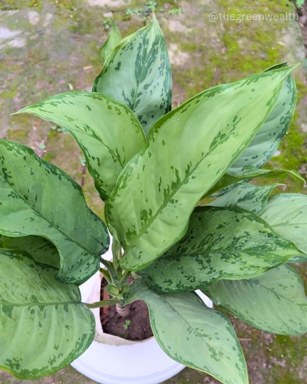 Aglaonema  - 6 Inch Nursery Bag