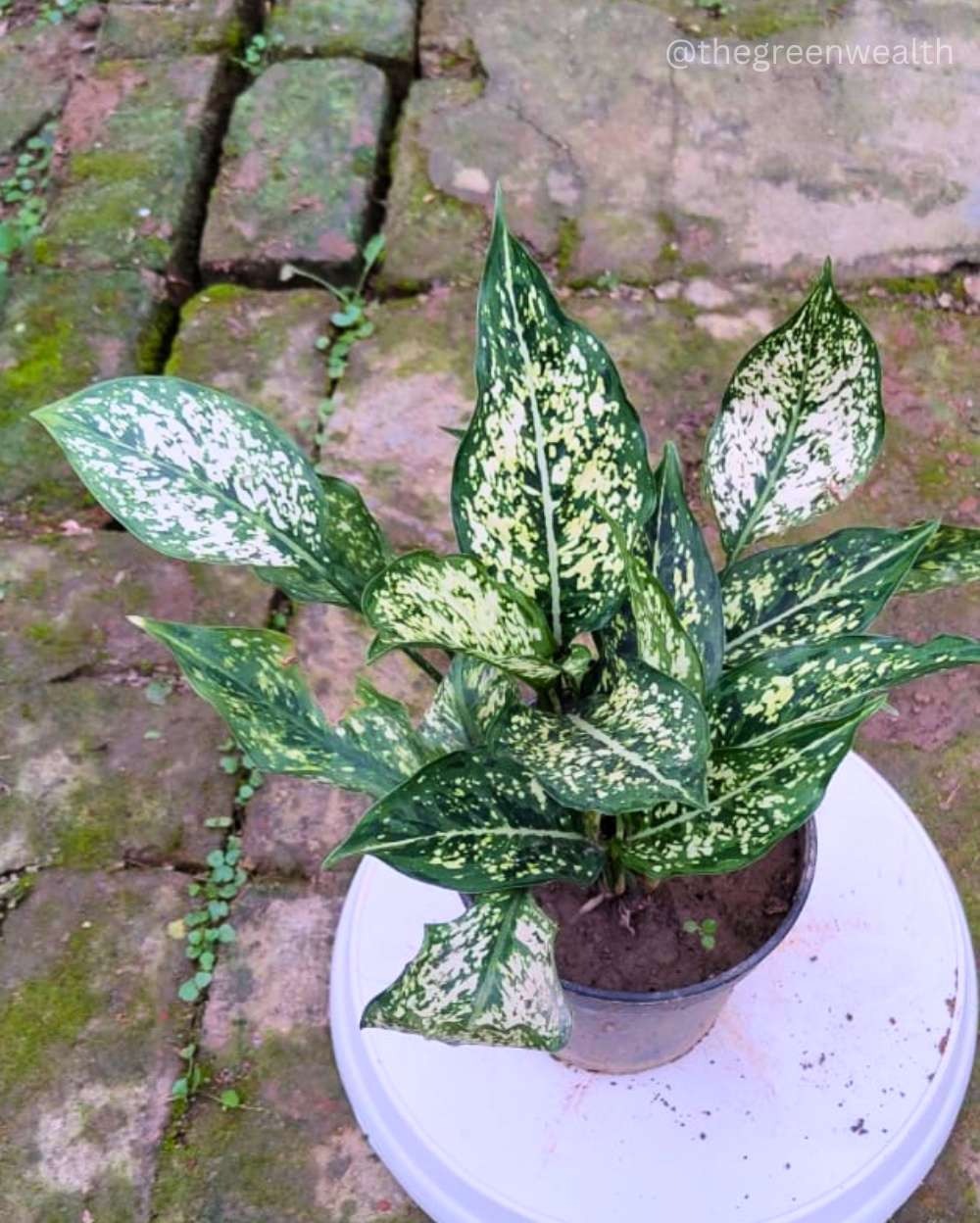 Aglaonema Snow White  - 6 Inch Grow Planter