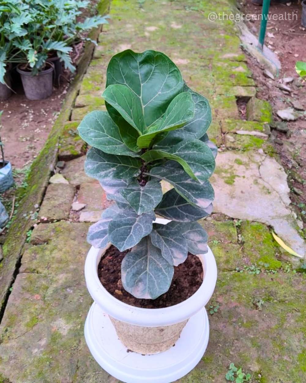 Fiddle Leaf Fig - 12 Inch Grow Planter