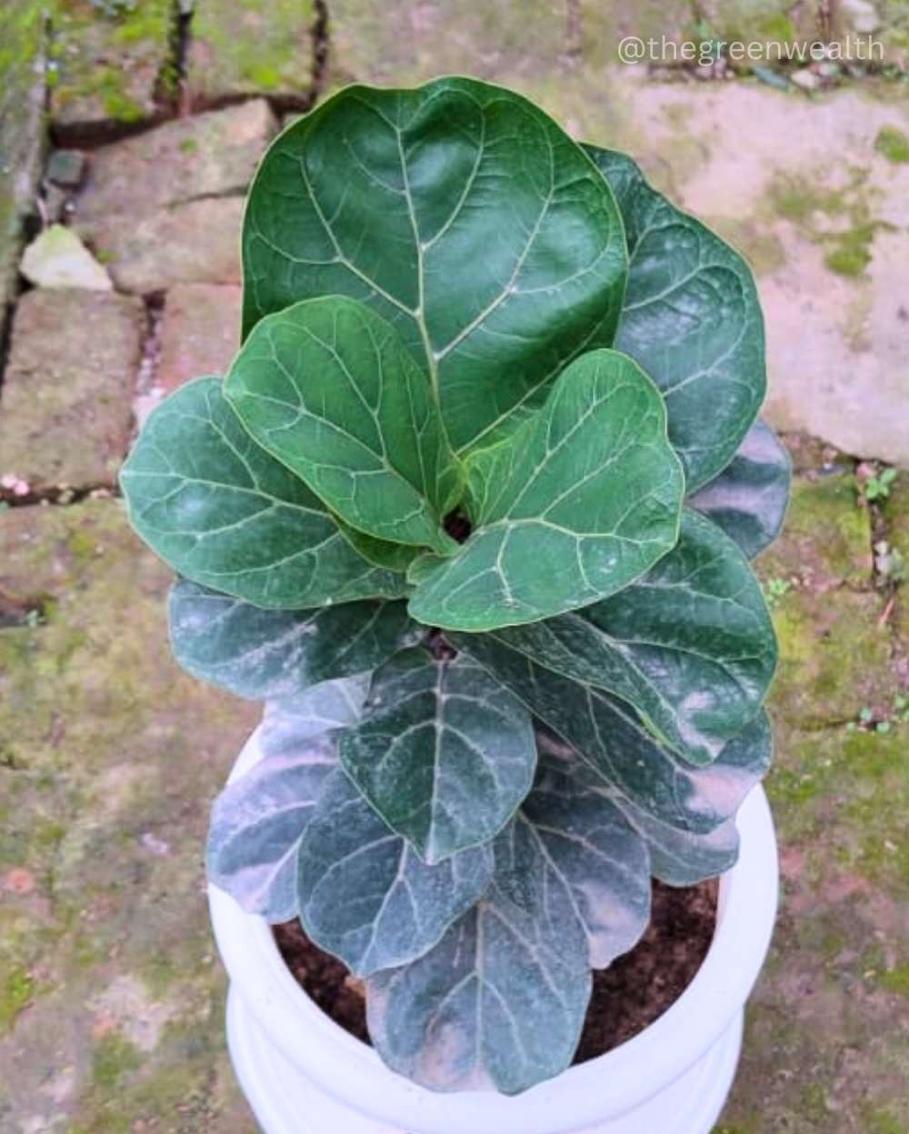 Fiddle Leaf Fig - 12 Inch Grow Planter