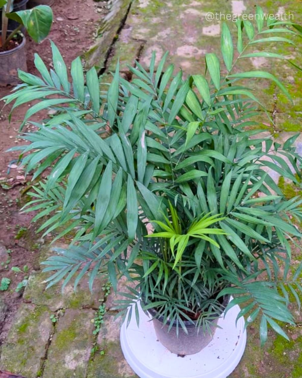 Chamendora Palm - 10 Inch Nursey Pot