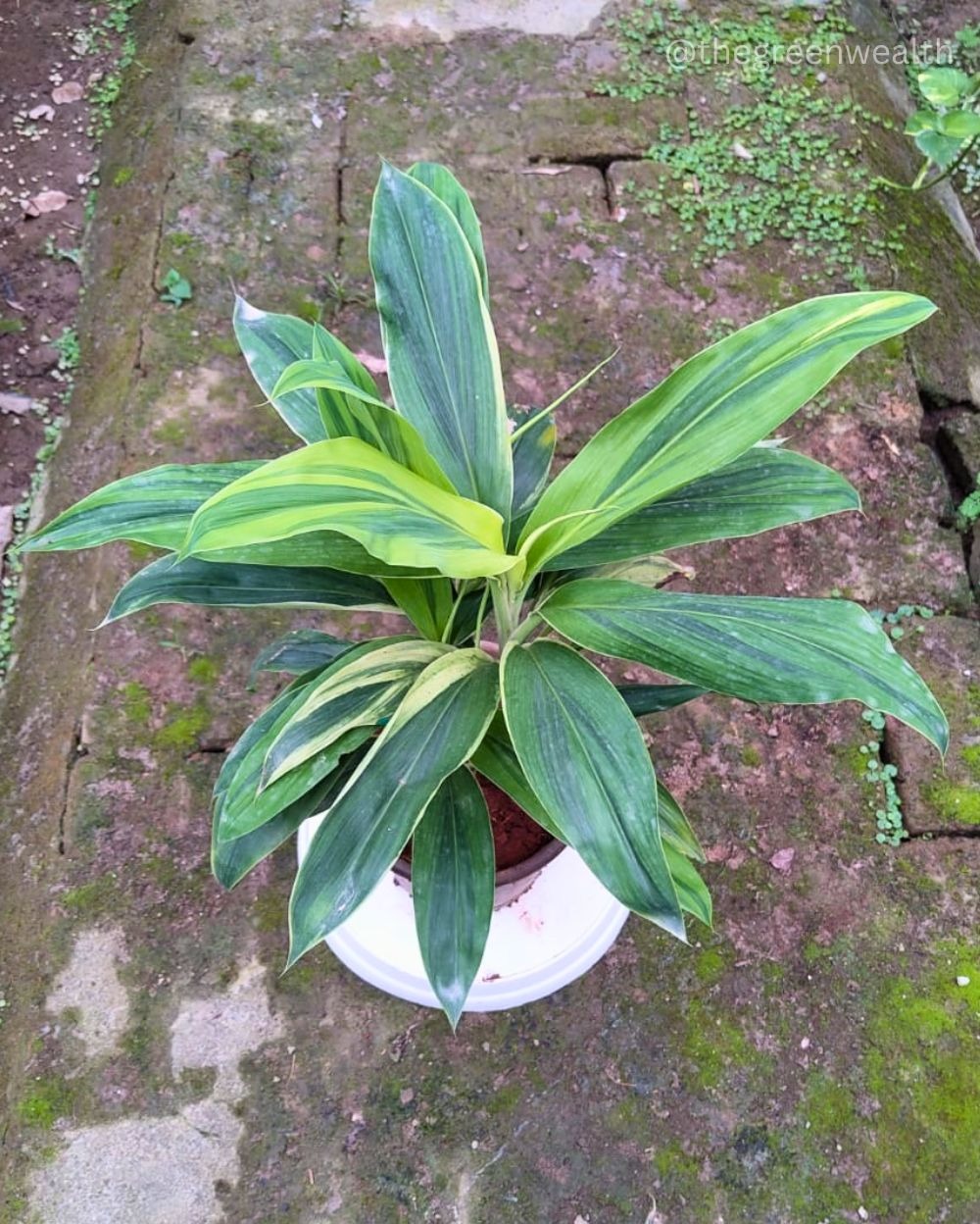 Dracaena Victoria Variegated - 10 Inch Nursery Pot