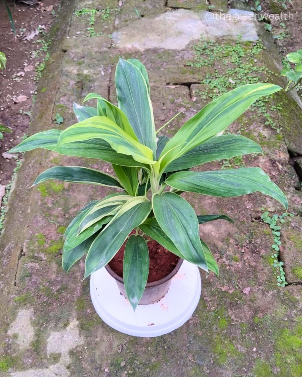 Dracaena Victoria Variegated - 10 Inch Nursery Pot