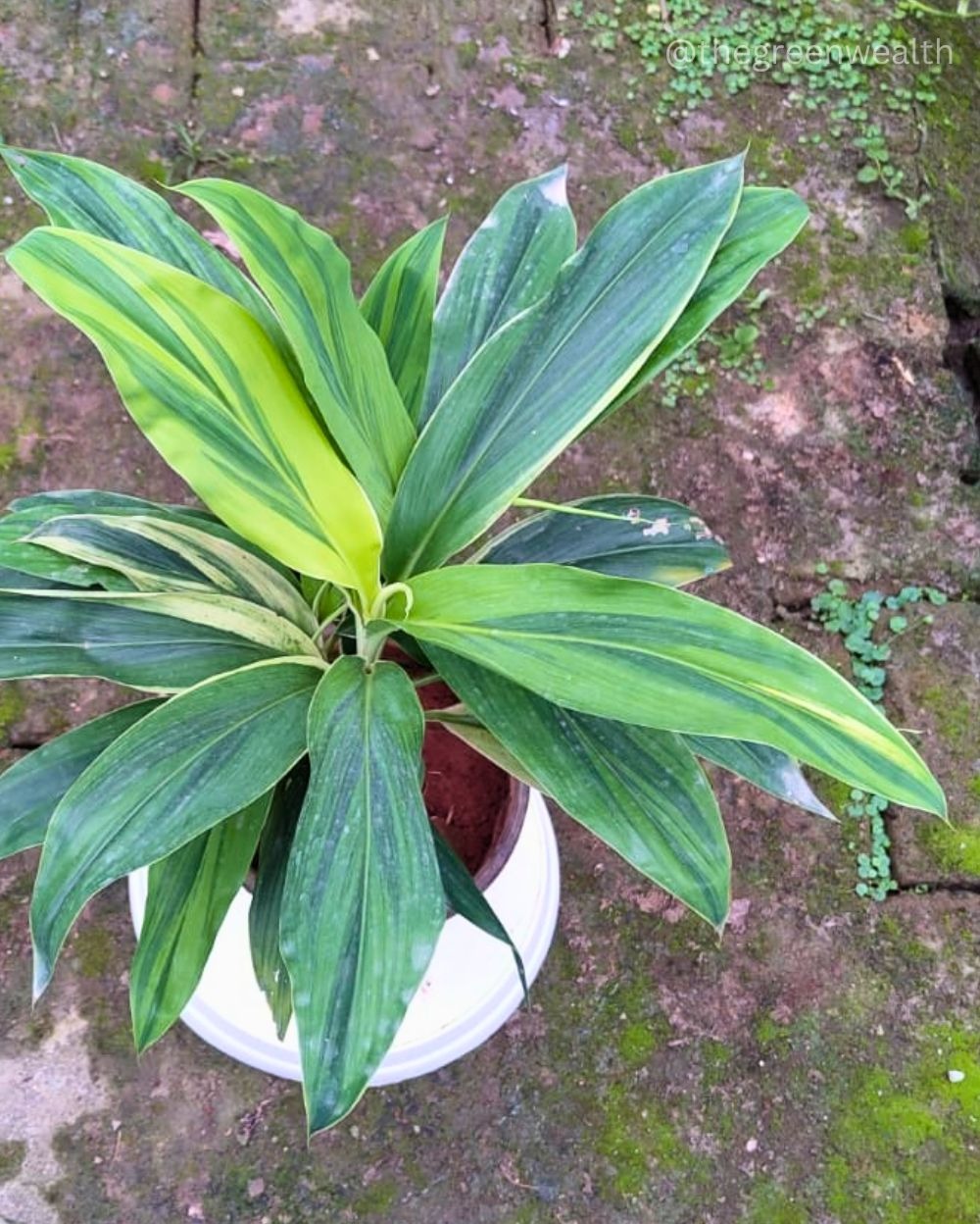 Dracaena Victoria Variegated - 10 Inch Nursery Pot