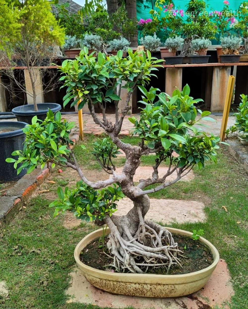 Ficus Microcarpa Bonsai