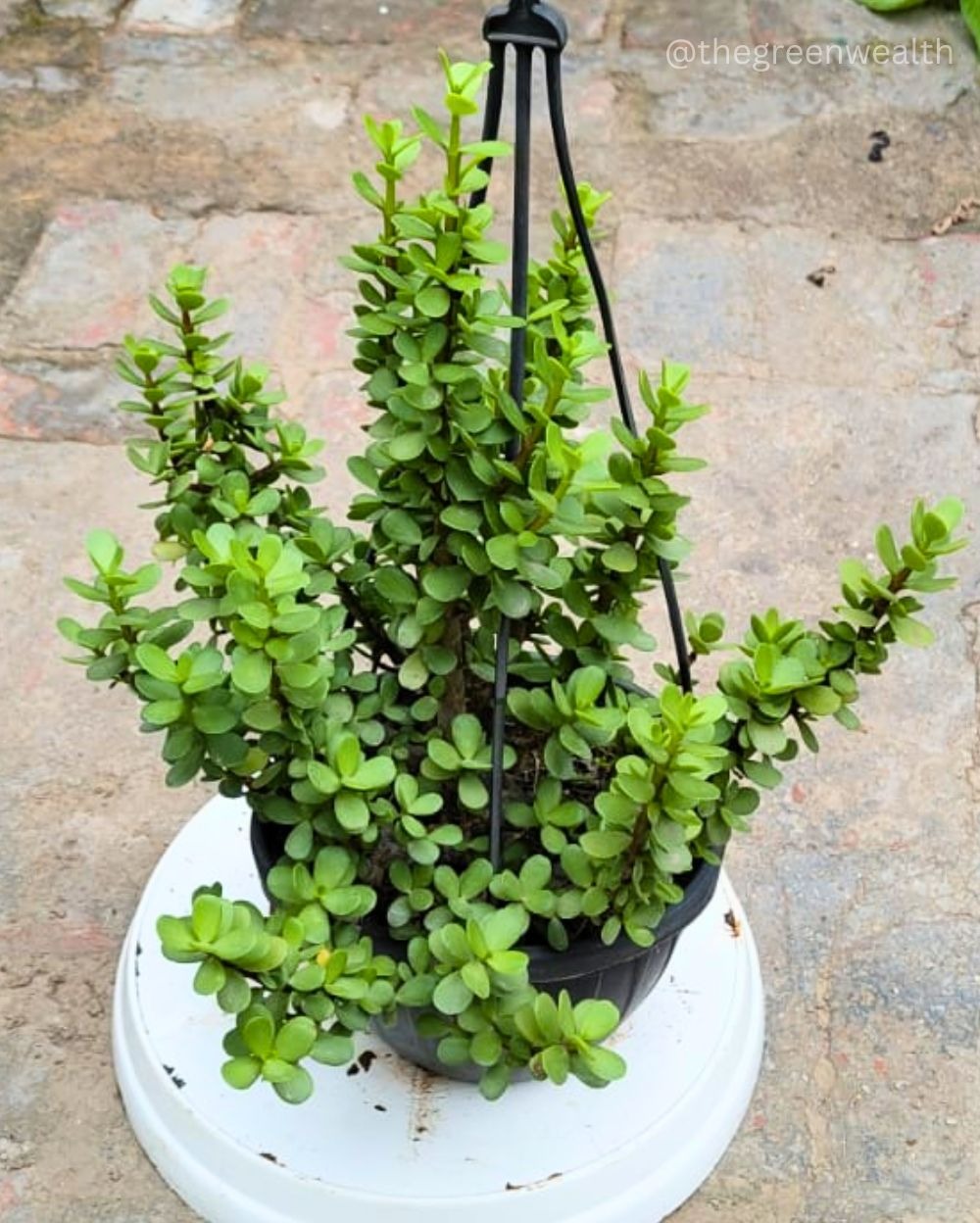 Jade Plant - 6 Inch Basket