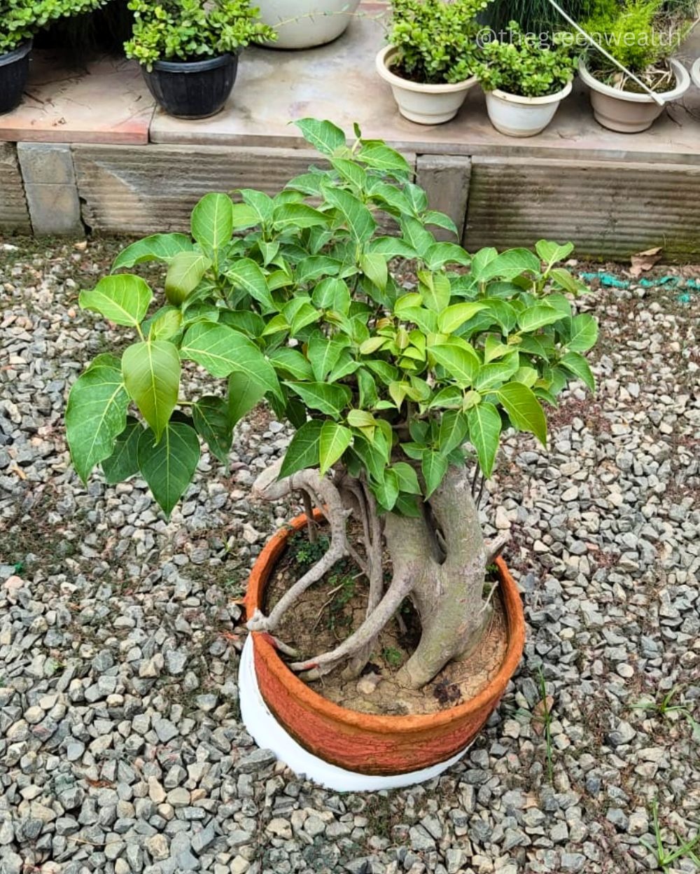 Pipal Bonsai