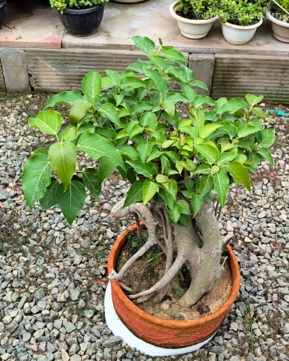 Pipal Bonsai