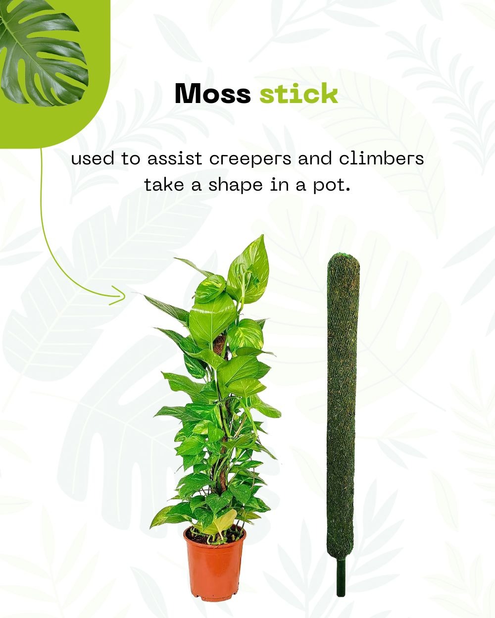 Set of Moss Sticks