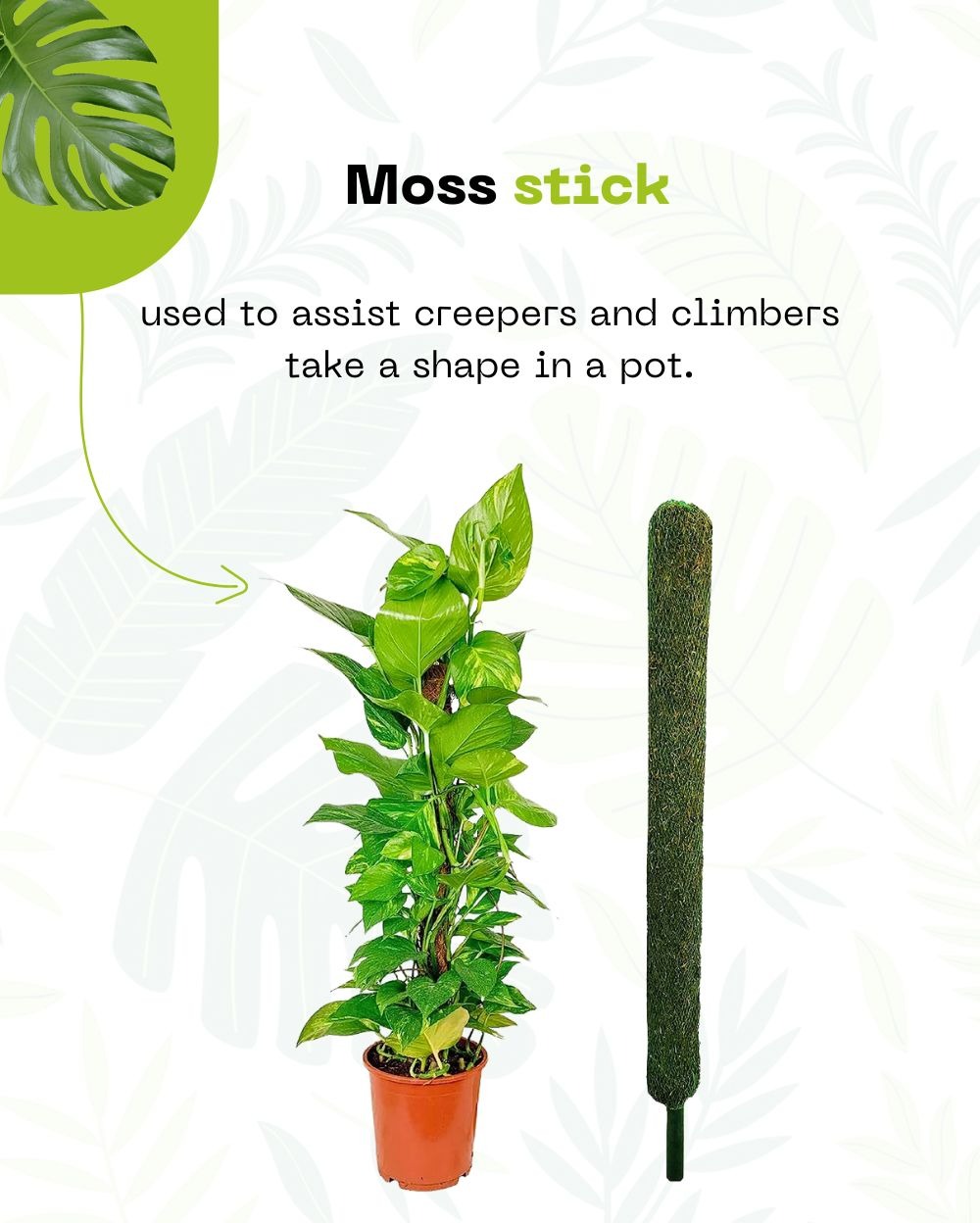 Moss Stick - 2 Ft