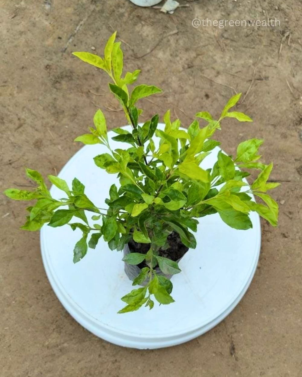 Golden Duranta - 4 Inch Grow Bag