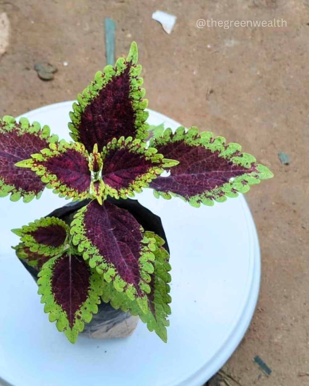 Coleus Plant - 4 Inch Grow Bag, Any Color